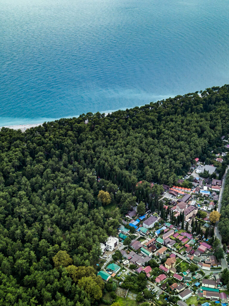 Сосновая роща
